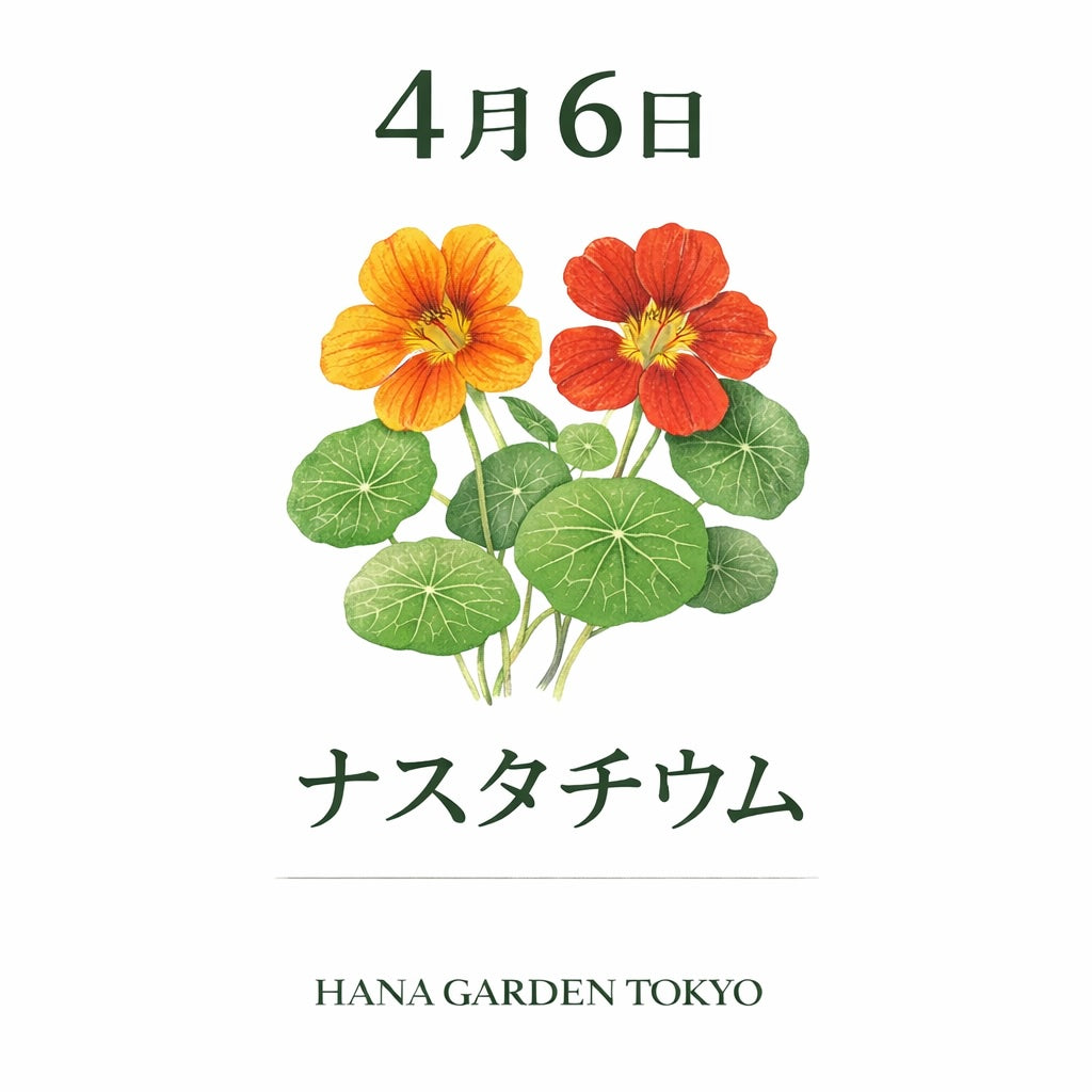 4月6日の誕生花はナスタチウム｜鮮やかに咲く力強い春の花