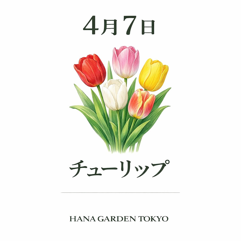 4月7日の誕生花はチューリップ｜春を象徴するやさしく華やかな花