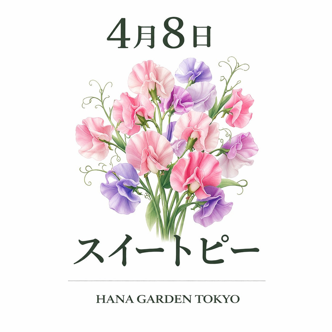 4月8日の誕生花はスイートピー｜春の門出を彩るやさしい花
