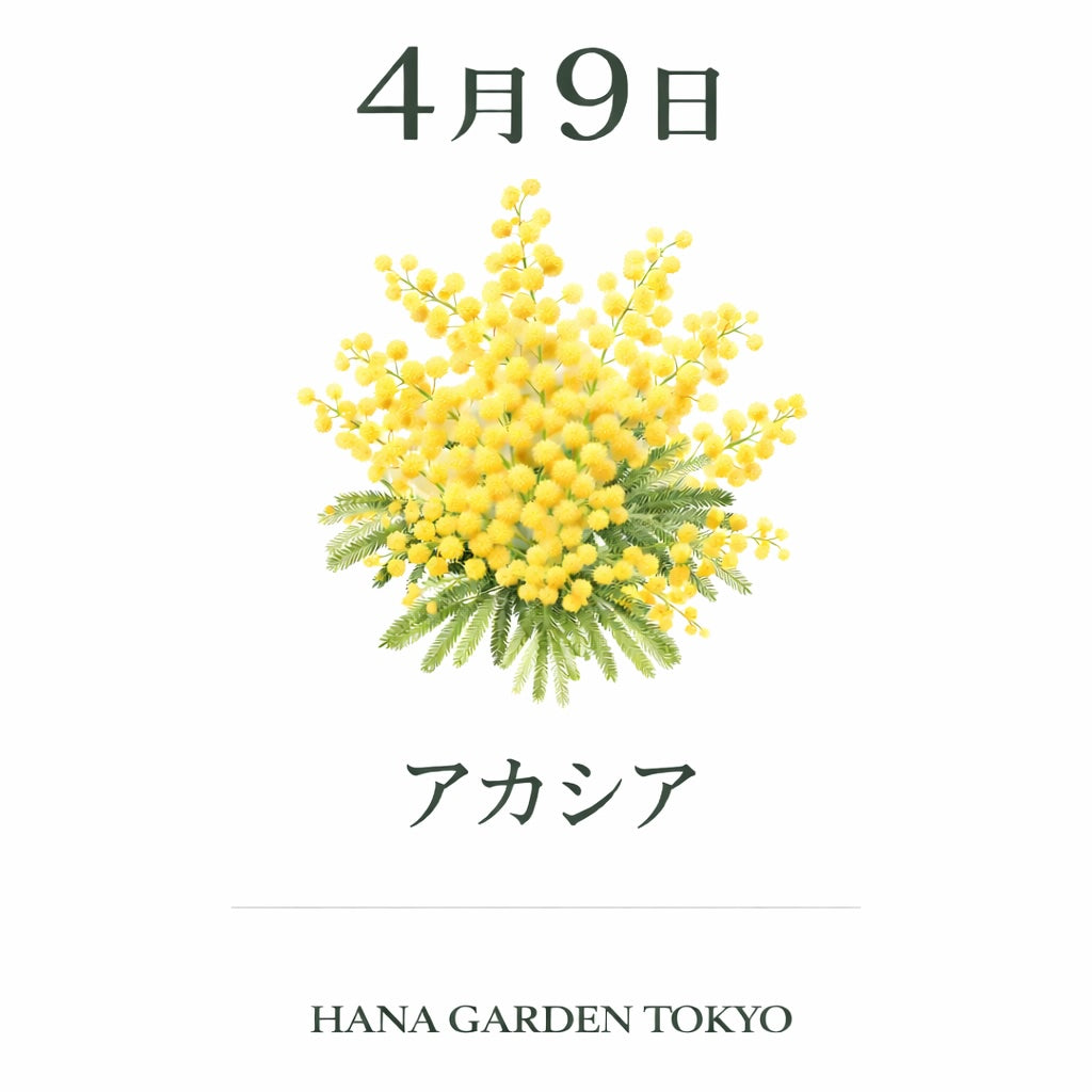 4月9日の誕生花はアカシア｜春の訪れを告げる明るい黄色の花