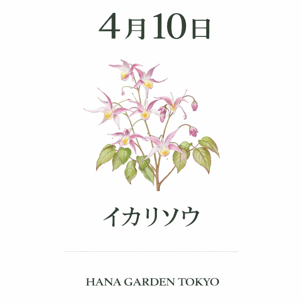 4月10日の誕生花はイカリソウ｜可憐で個性的な春の山野草
