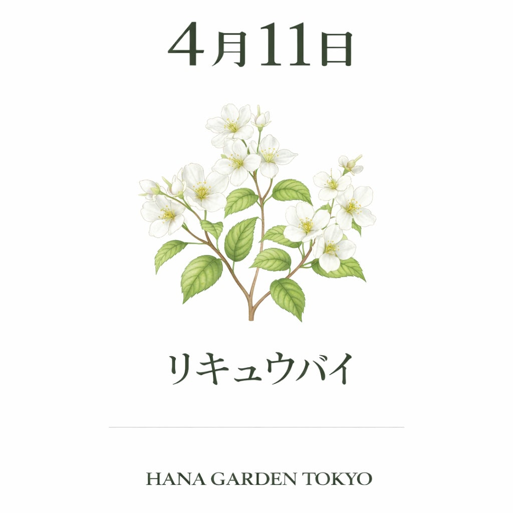 4月11日の誕生花はリキュウバイ｜気品あふれる白い花が魅力