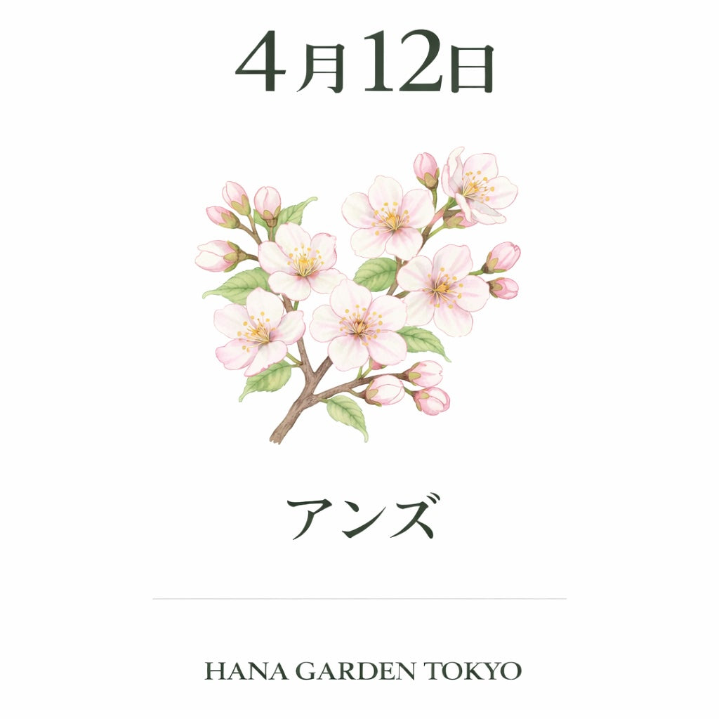 4月12日の誕生花はアンズ｜やさしく可憐に咲く春の花