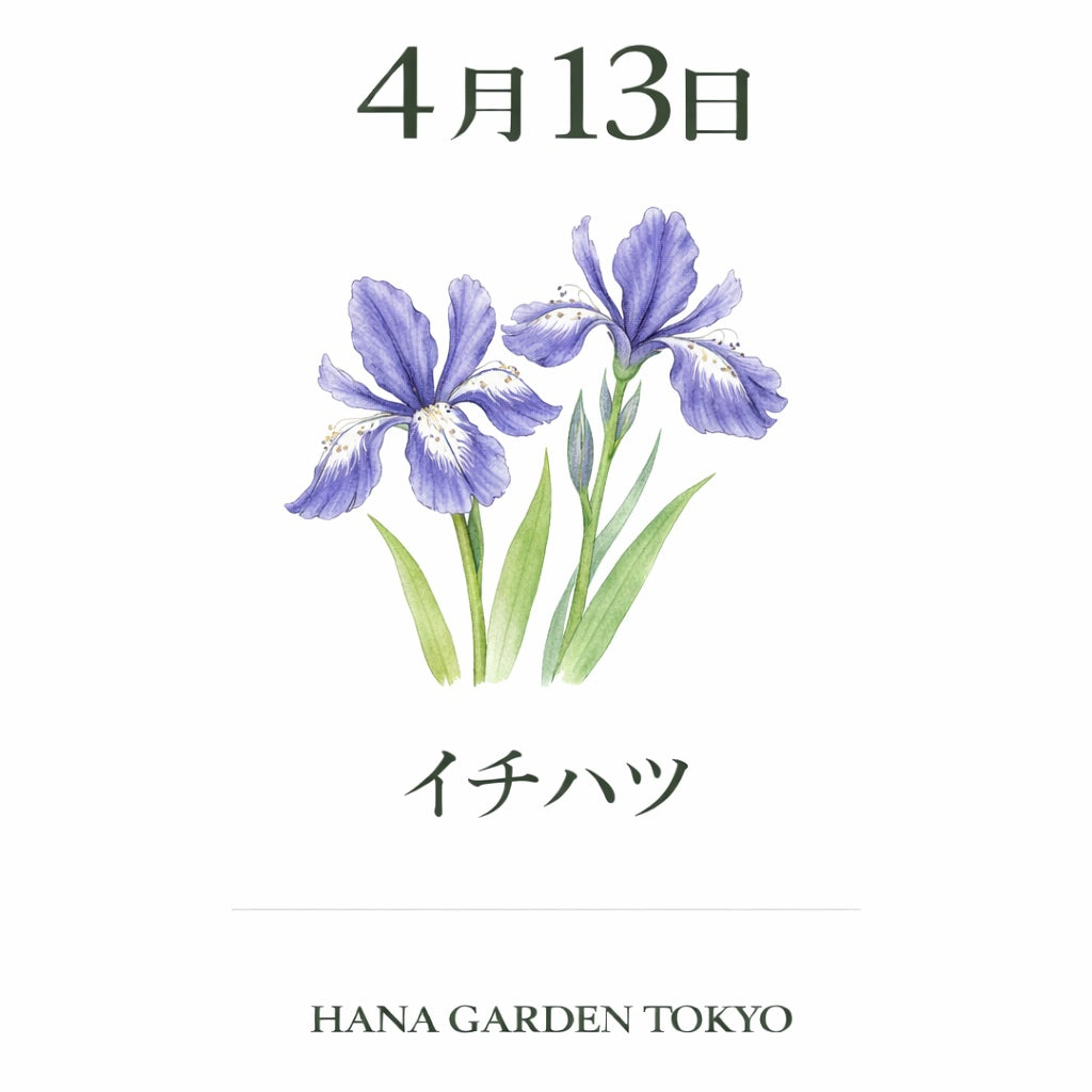 4月13日の誕生花はイチハツ｜凛と咲く端正な美しさ