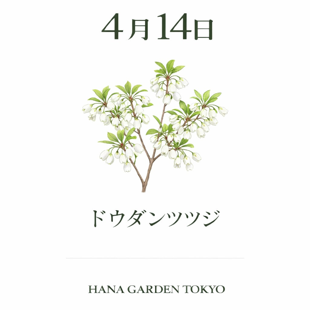 4月14日の誕生花はドウダンツツジ｜可憐に連なる白い花が魅力