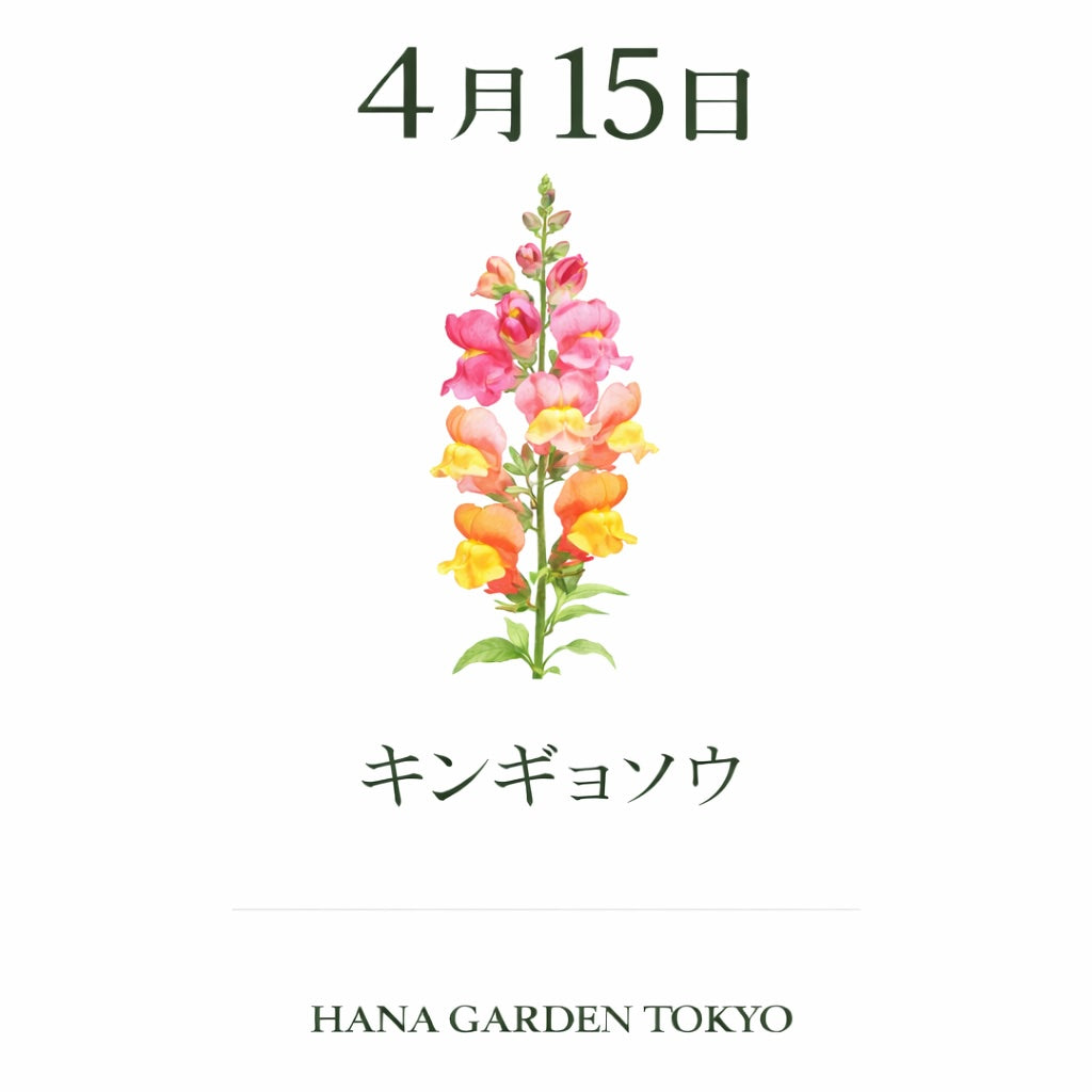 4月15日の誕生花はキンギョソウ｜個性的で華やかな春の花