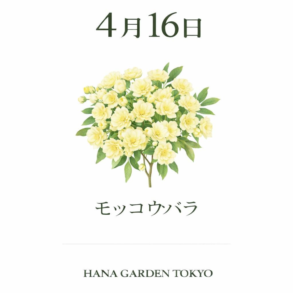 4月16日の誕生花はモッコウバラ｜やさしく咲くナチュラルな美しさ