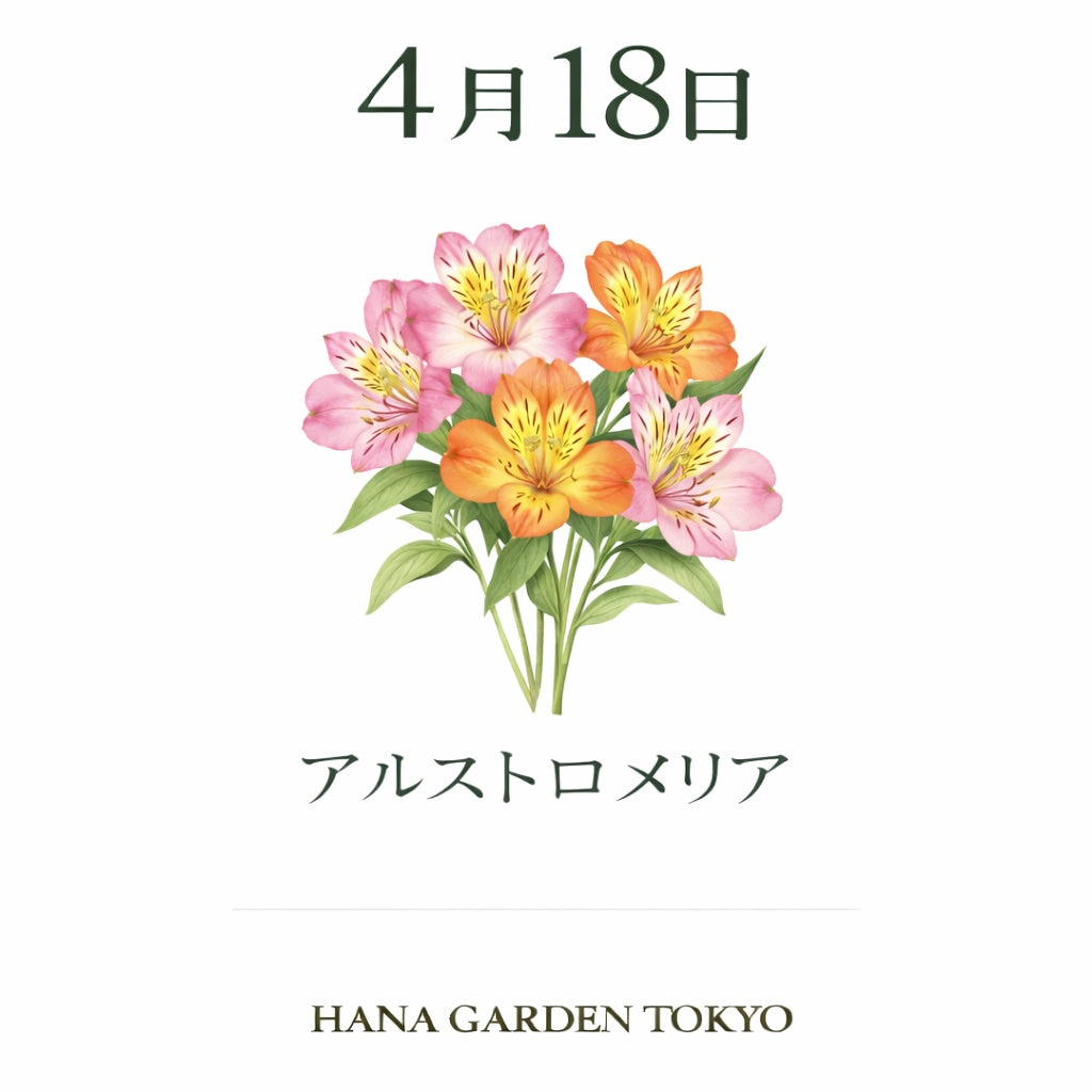 4月18日の誕生花はアルストロメリア｜華やかに咲く彩りの花