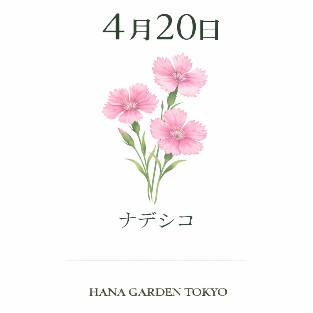 4月20日の誕生花はナデシコ｜可憐に咲くやさしい花