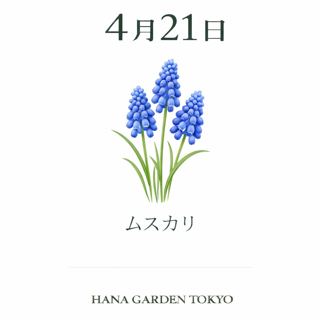 4月21日の誕生花はムスカリ｜小さく可憐に咲く春の花