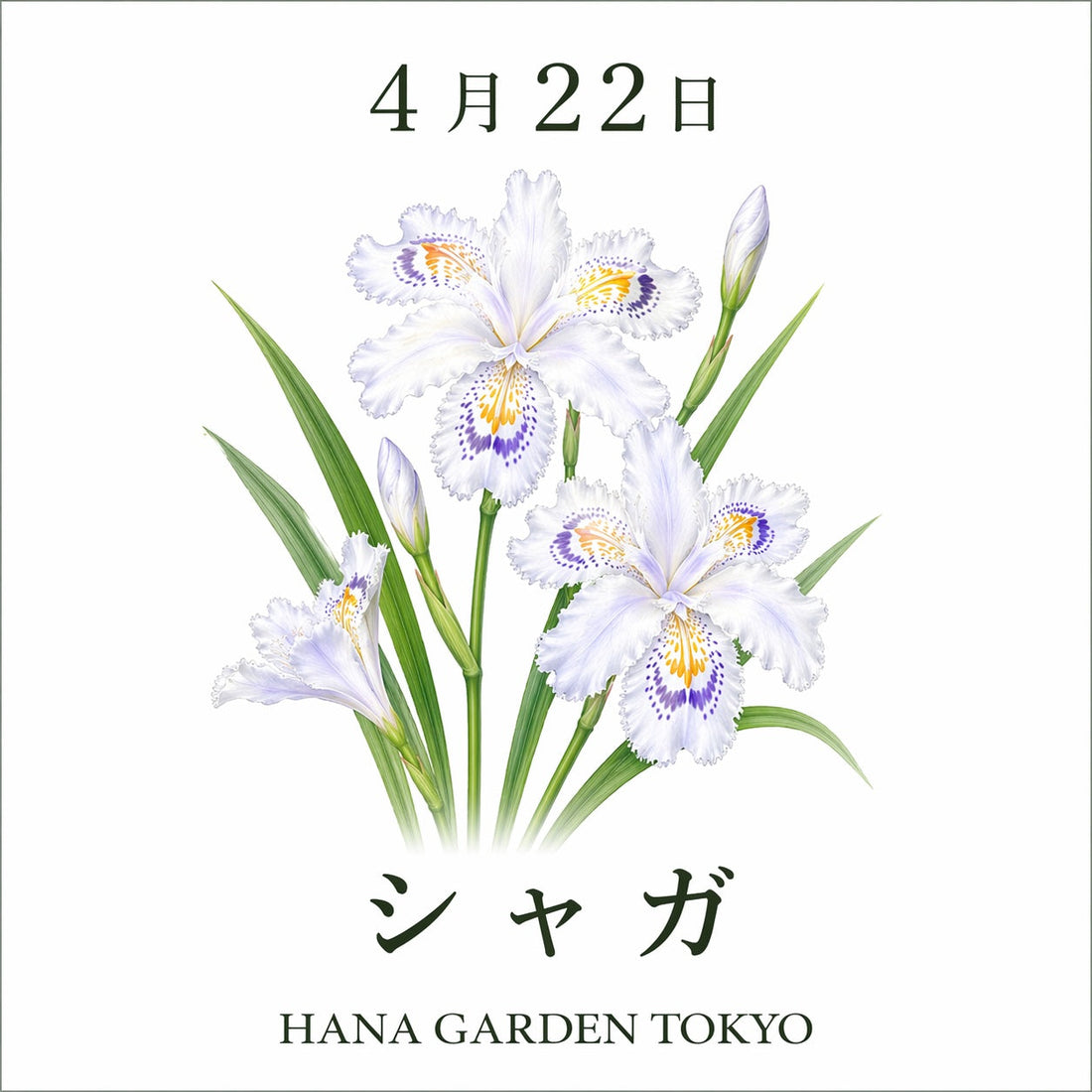 4月22日の誕生花はシャガ｜静かな気品と強さを感じさせる和の花