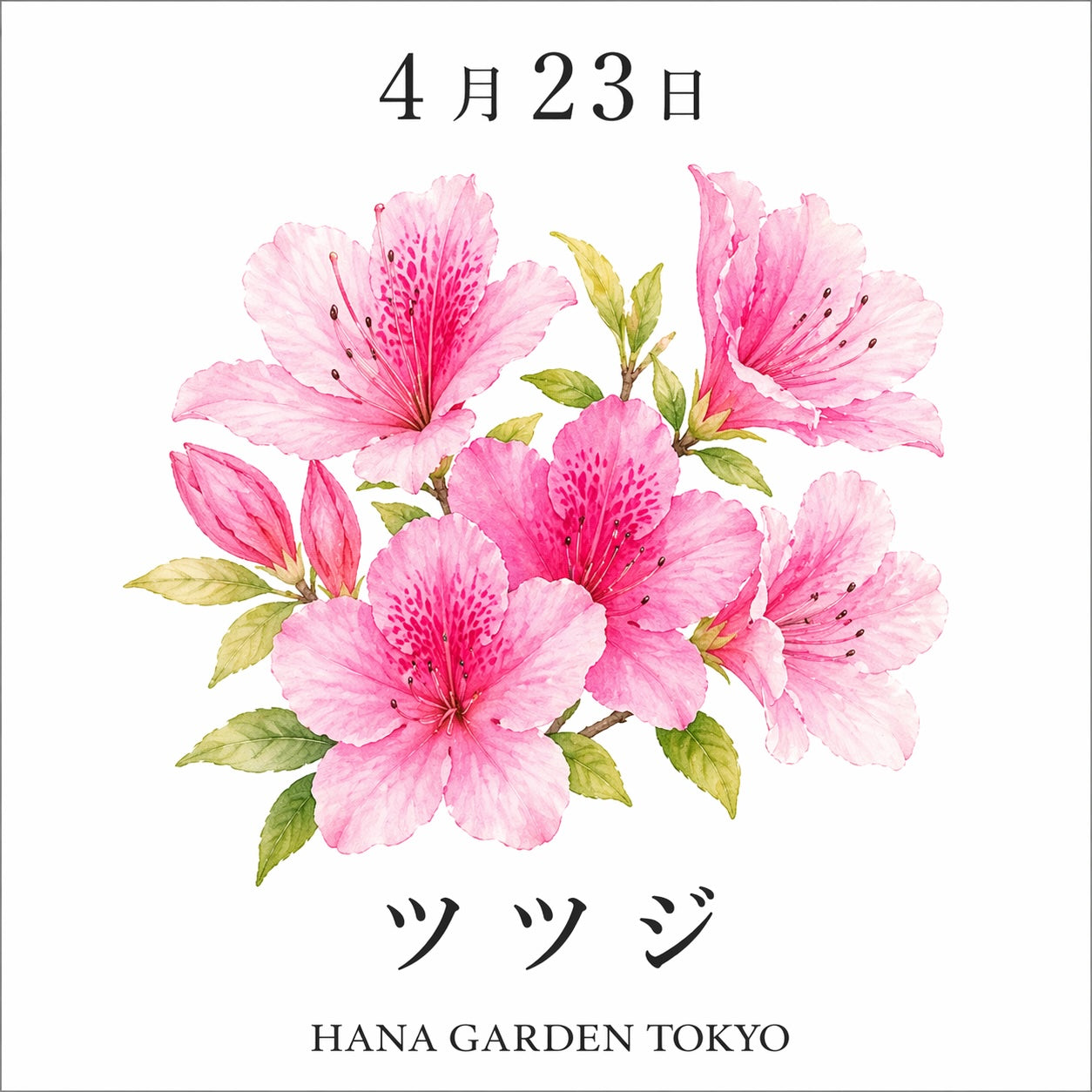 4月23日の誕生花はツツジ｜鮮やかに咲く春の代表花 – HANA GARDEN TOKYO