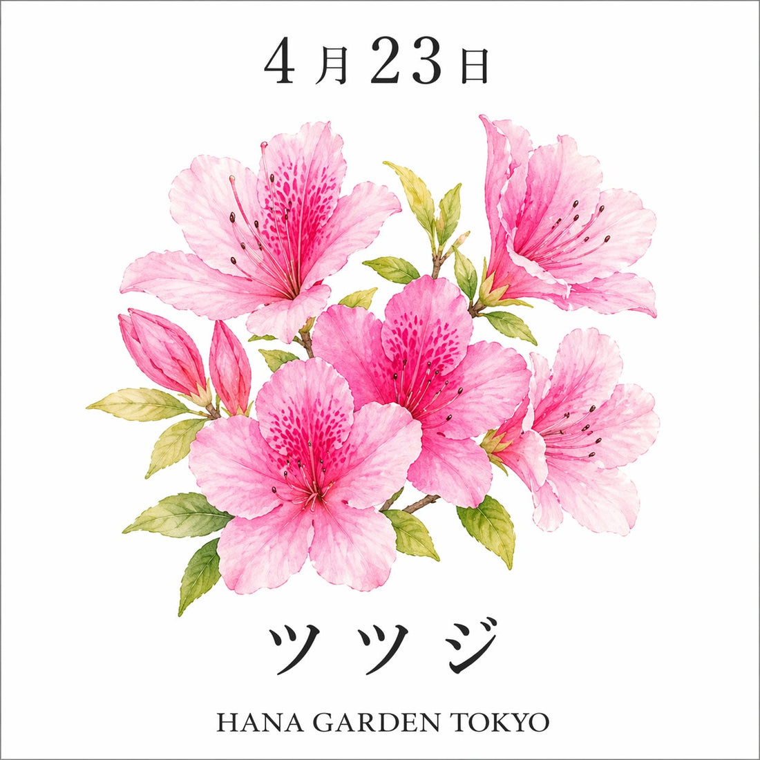 4月23日の誕生花はツツジ｜鮮やかに咲く春の代表花