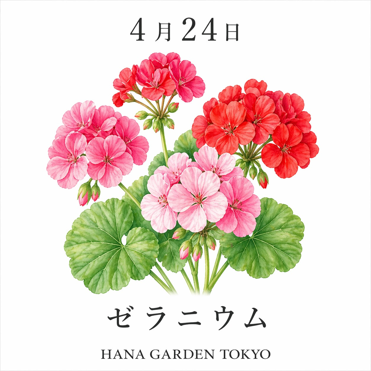 ゼラニウムさん専用になります(❁ᴗ͈ˬᴗ͈)” 【公式通販】