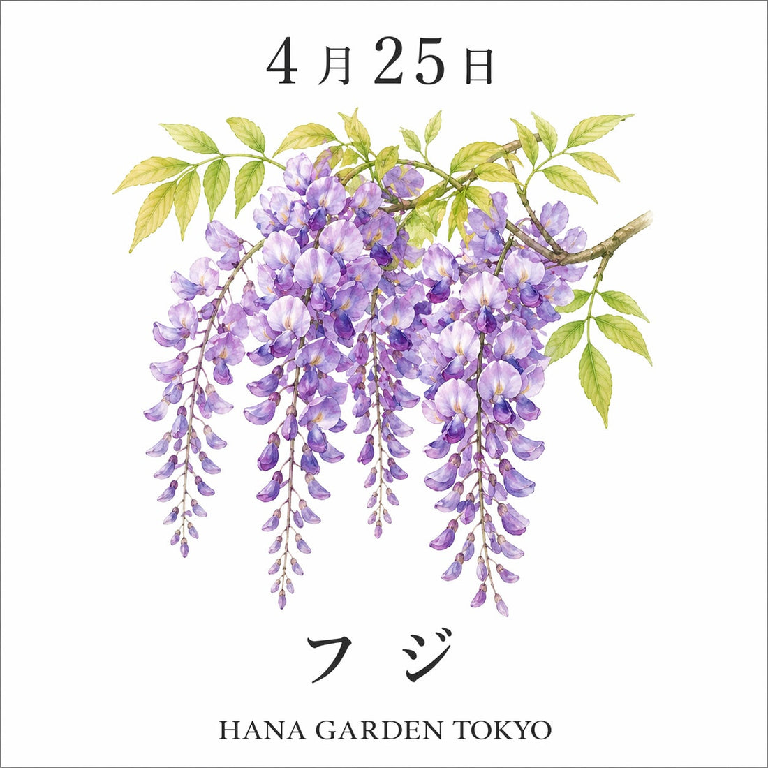 4月25日の誕生花はフジ｜優雅に揺れる気品ある花