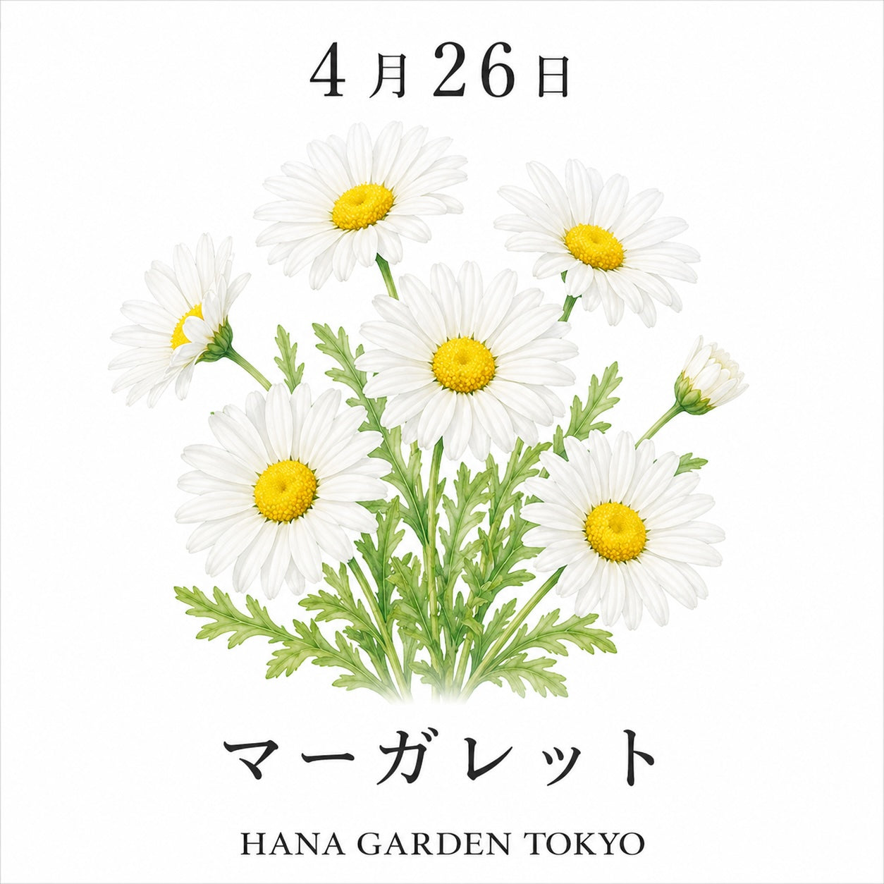 4月26日の誕生花はマーガレット｜清楚で可憐な春の花 – HANA GARDEN TOKYO