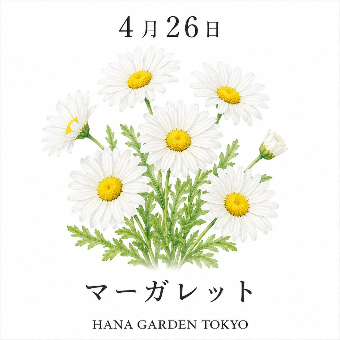 4月26日の誕生花はマーガレット｜清楚で可憐な春の花