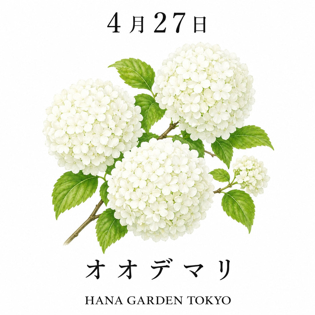 4月27日の誕生花はオオデマリ｜丸く咲く上品な白い花