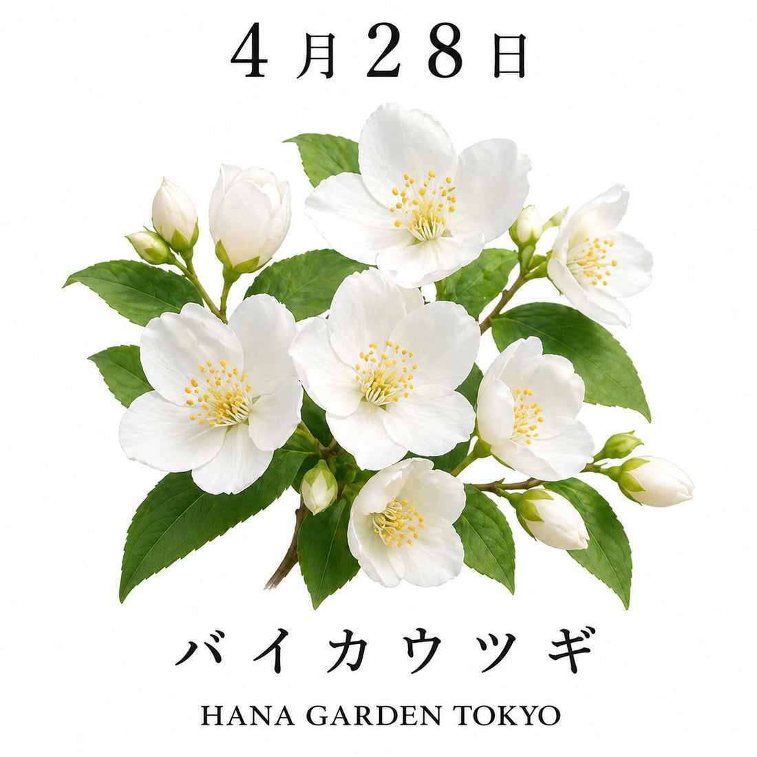 4月28日の誕生花はバイカウツギ｜可憐に咲く白い花