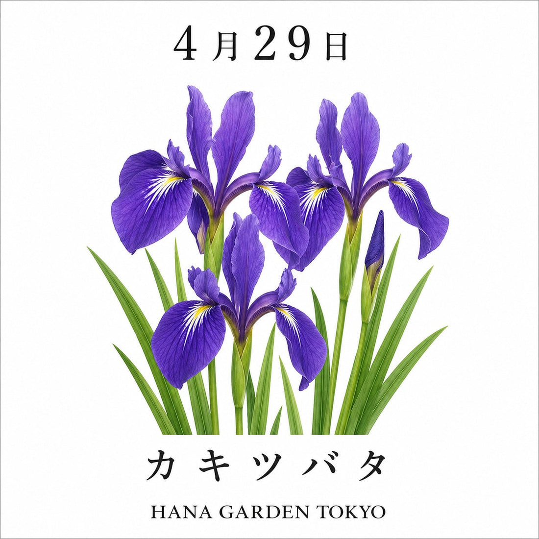 4月29日の誕生花はカキツバタ｜凛と咲く気品ある花