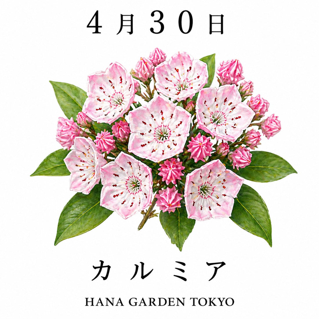 4月30日の誕生花はカルミア｜星のように咲く個性的な花