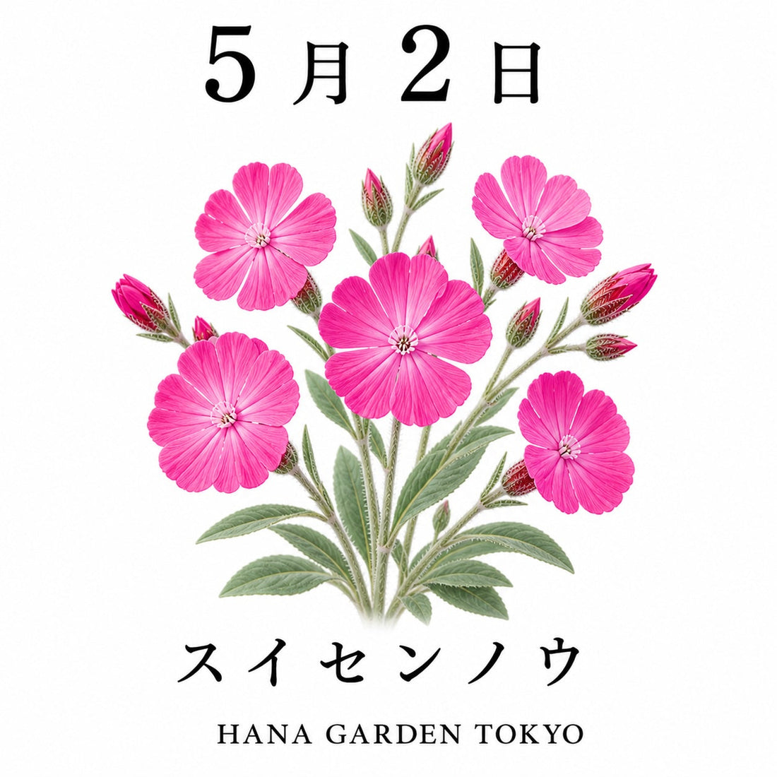 5月2日の誕生花はスイセンノウ｜やわらかく咲く印象的な花