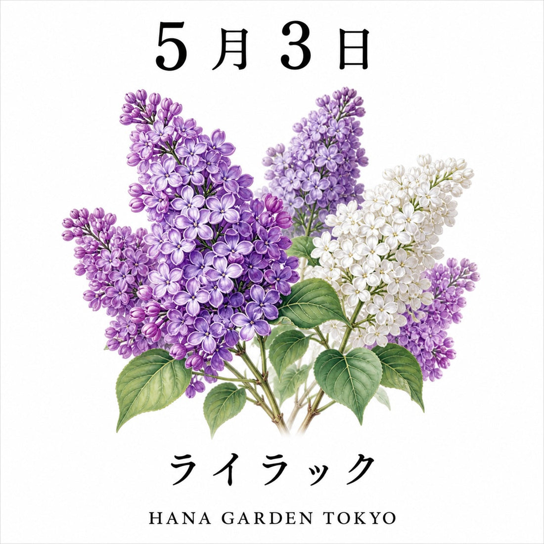5月3日の誕生花はライラック｜やさしく香る春の花