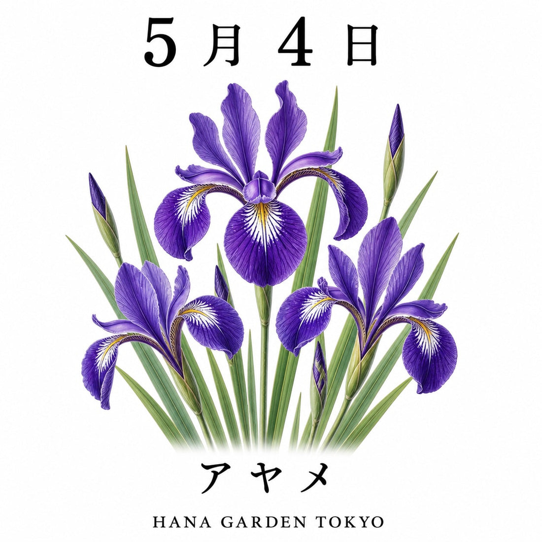 5月4日の誕生花はアヤメ｜凛と咲く気品ある花