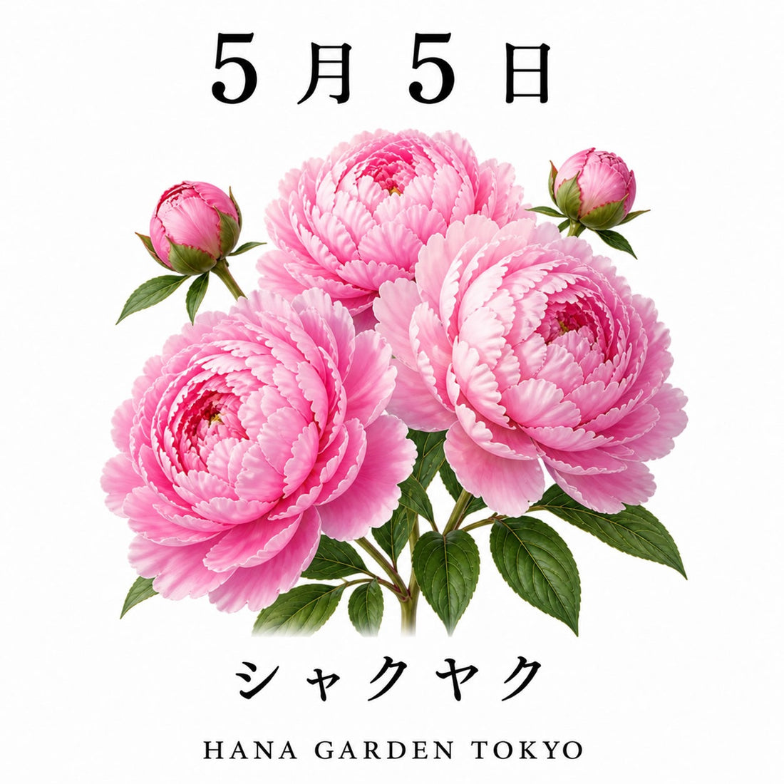 5月5日の誕生花はシャクヤク｜華やかに咲く気品ある花