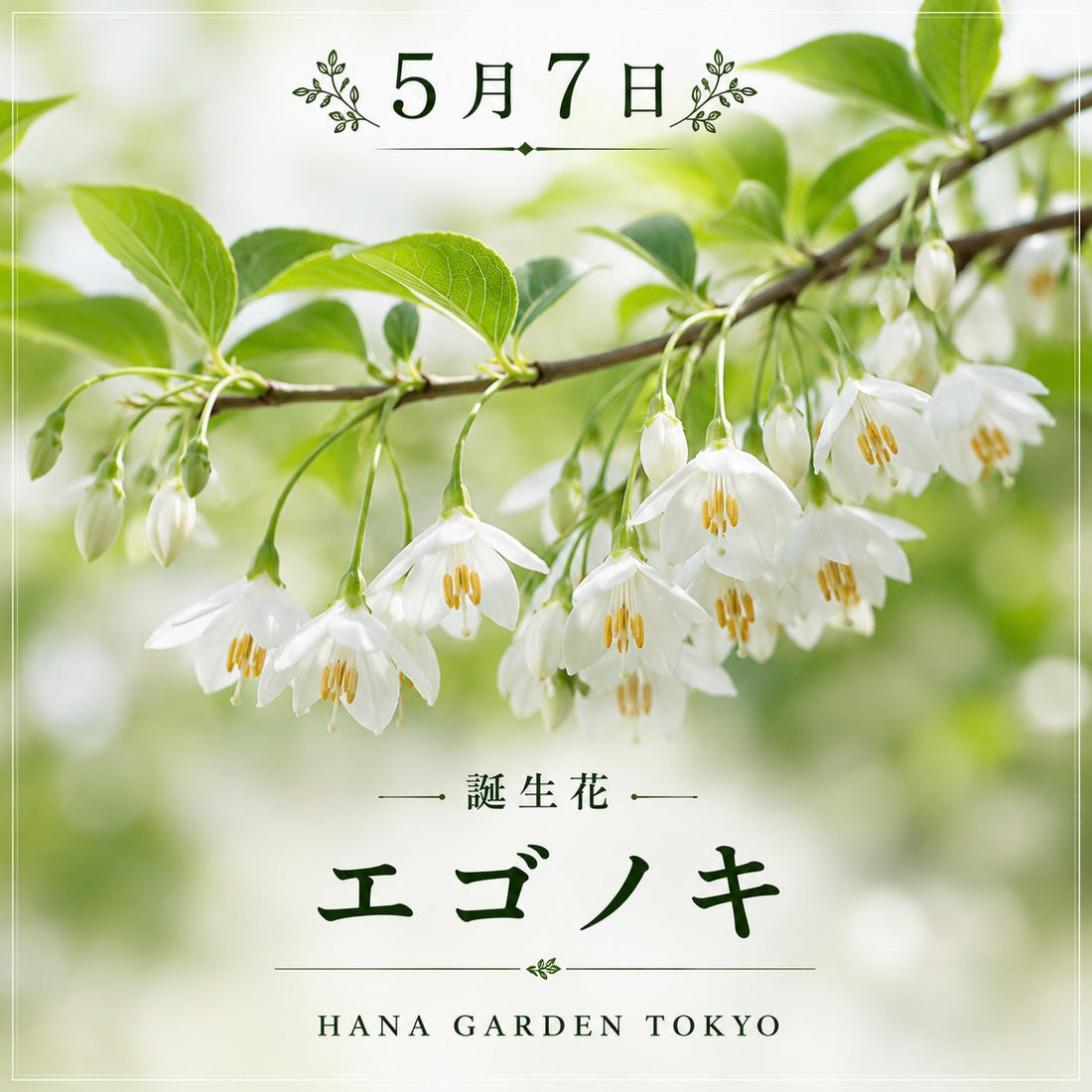 5月7日の誕生花はエゴノキ｜可憐に咲く白い花