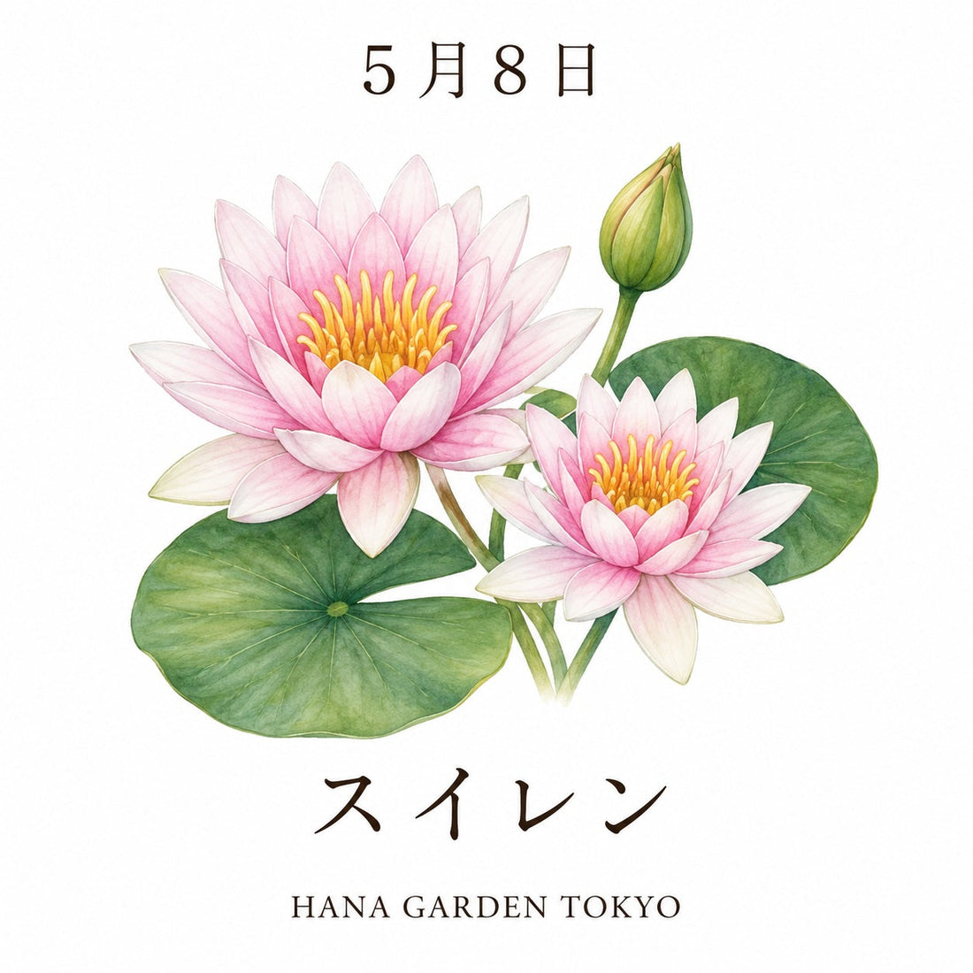 5月8日の誕生花はスイレン｜静かな水面に咲く気品ある花