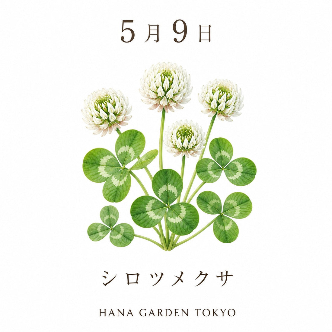 5月9日の誕生花はシロツメクサ｜素朴なやさしさが広がる可憐な花
