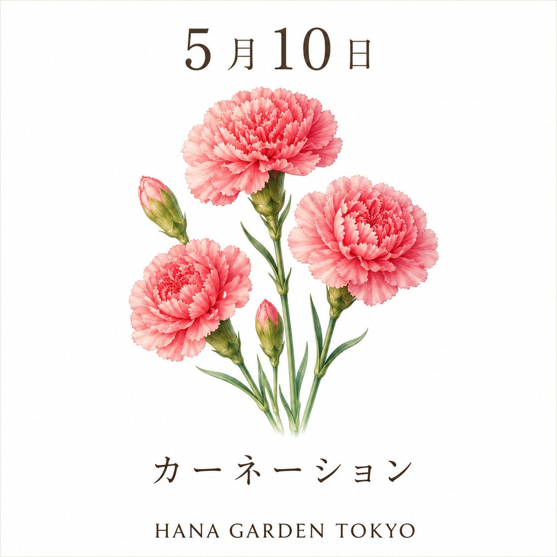 5月10日の誕生花はカーネーション｜感謝の気持ちをやさしく伝える花