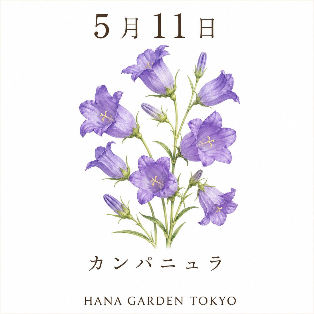 5月11日の誕生花はカンパニュラ｜鐘のように可憐に咲くやさしい花
