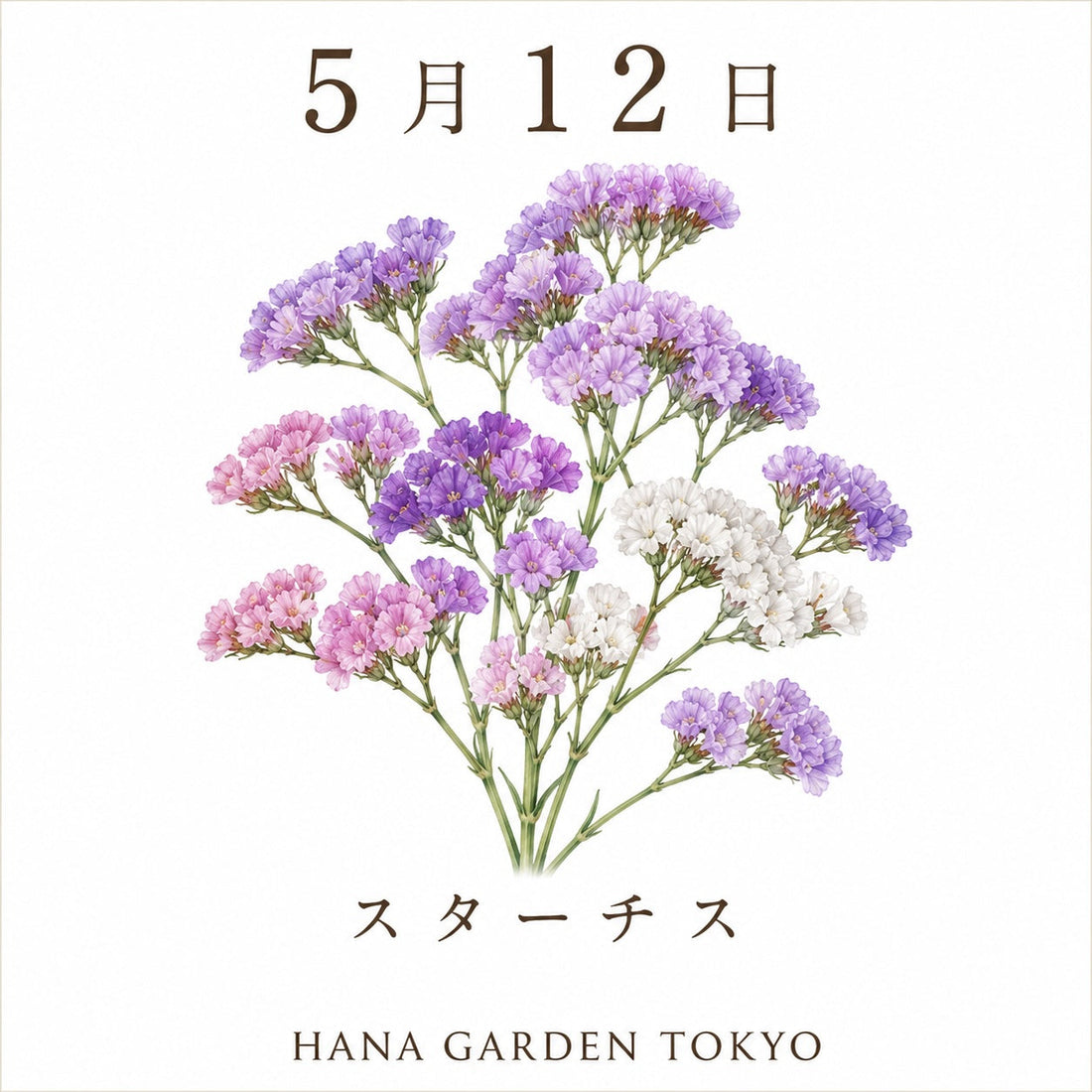 5月12日の誕生花はスターチス｜色褪せない美しさを持つ可憐な花