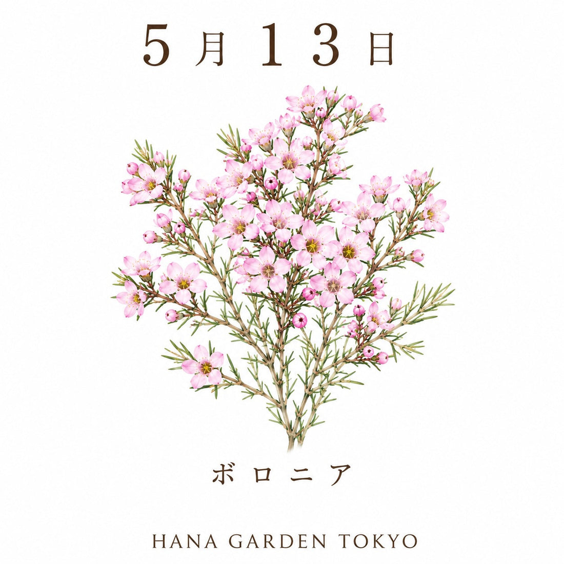 5月13日の誕生花はボロニア｜可憐な香りをまとった小さな花
