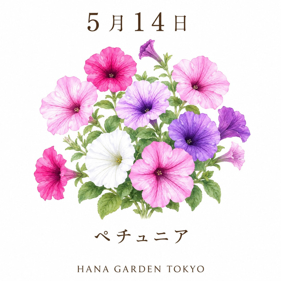 5月14日の誕生花はペチュニア｜華やかに咲き広がる初夏の花