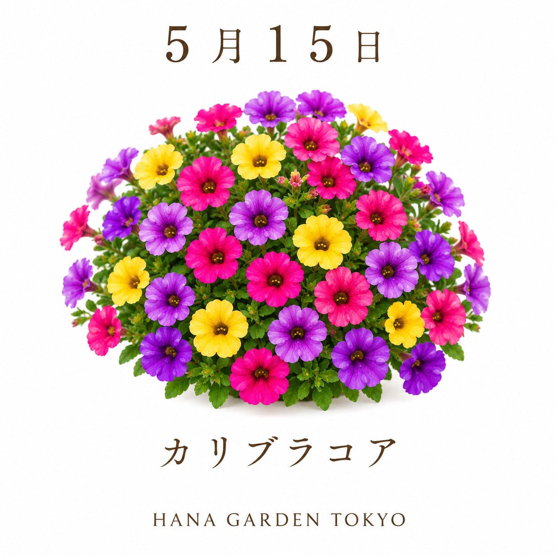 5月15日の誕生花はカリブラコア｜小さな花が可憐に咲き広がる初夏の花