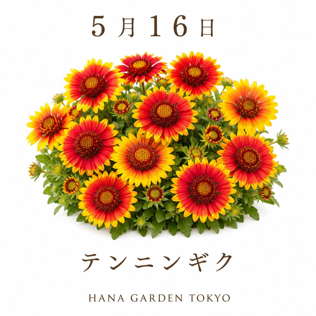 5月16日の誕生花はテンニンギク｜鮮やかな色彩が魅力の初夏の花