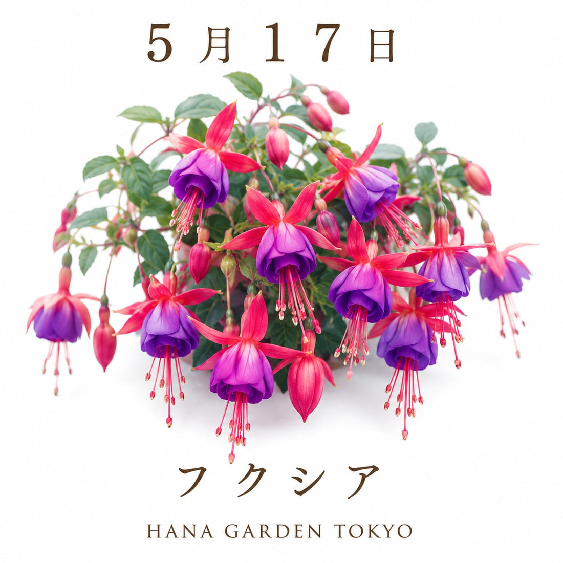 5月17日の誕生花はフクシア｜可憐に揺れる優美な花姿