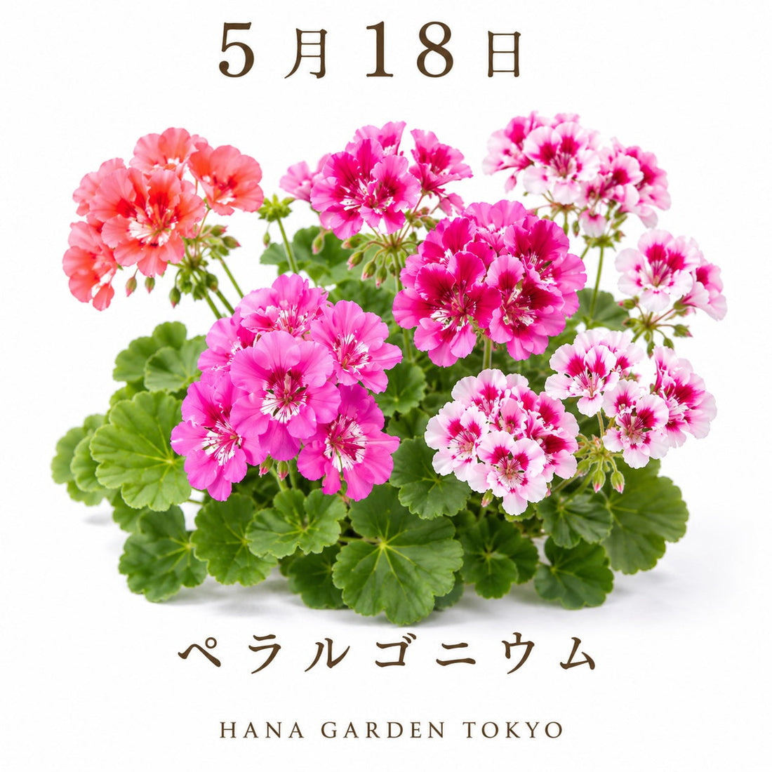 5月18日の誕生花はペラルゴニウム｜華やかさと上品さをあわせ持つ花