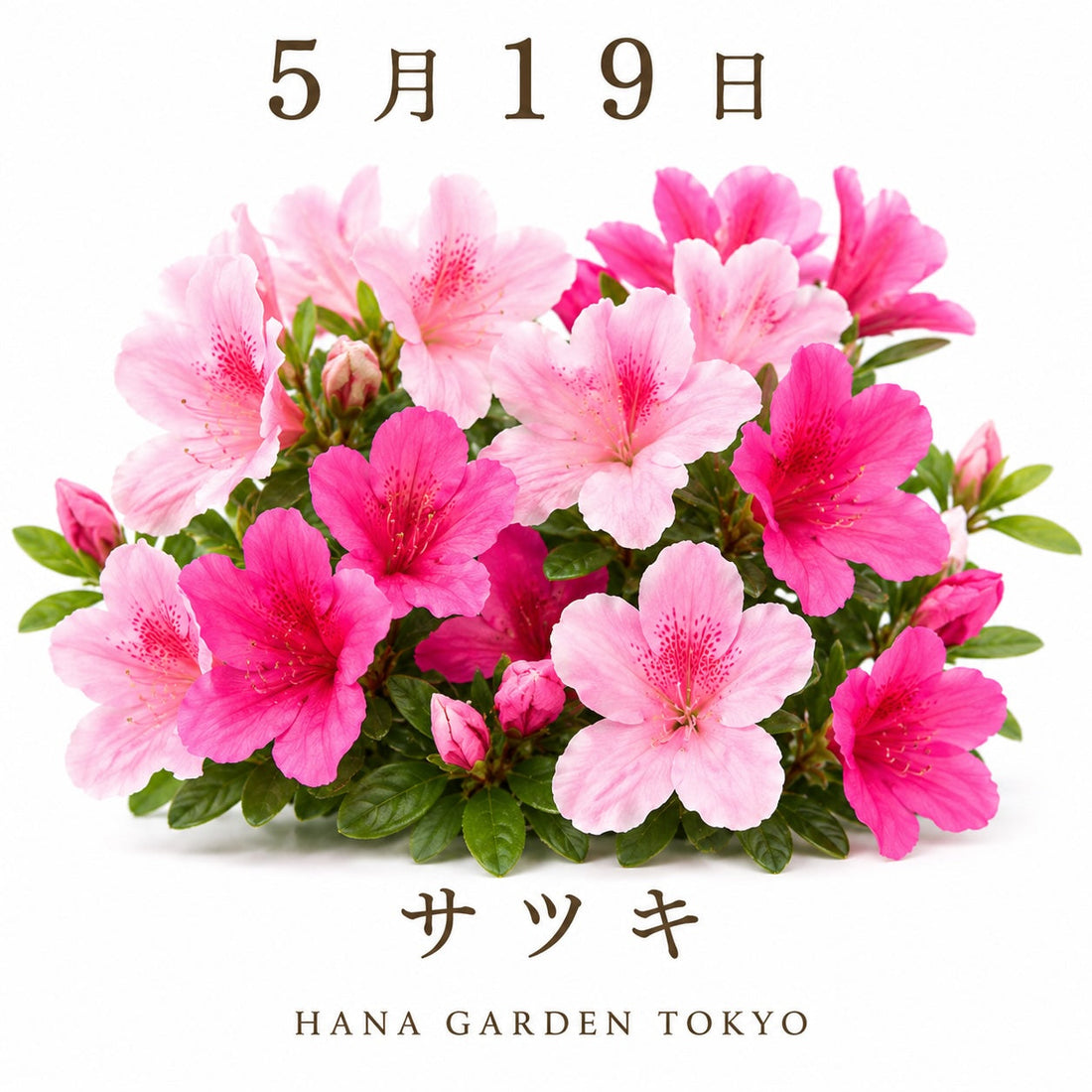 5月19日の誕生花はサツキ｜初夏を彩る鮮やかな花