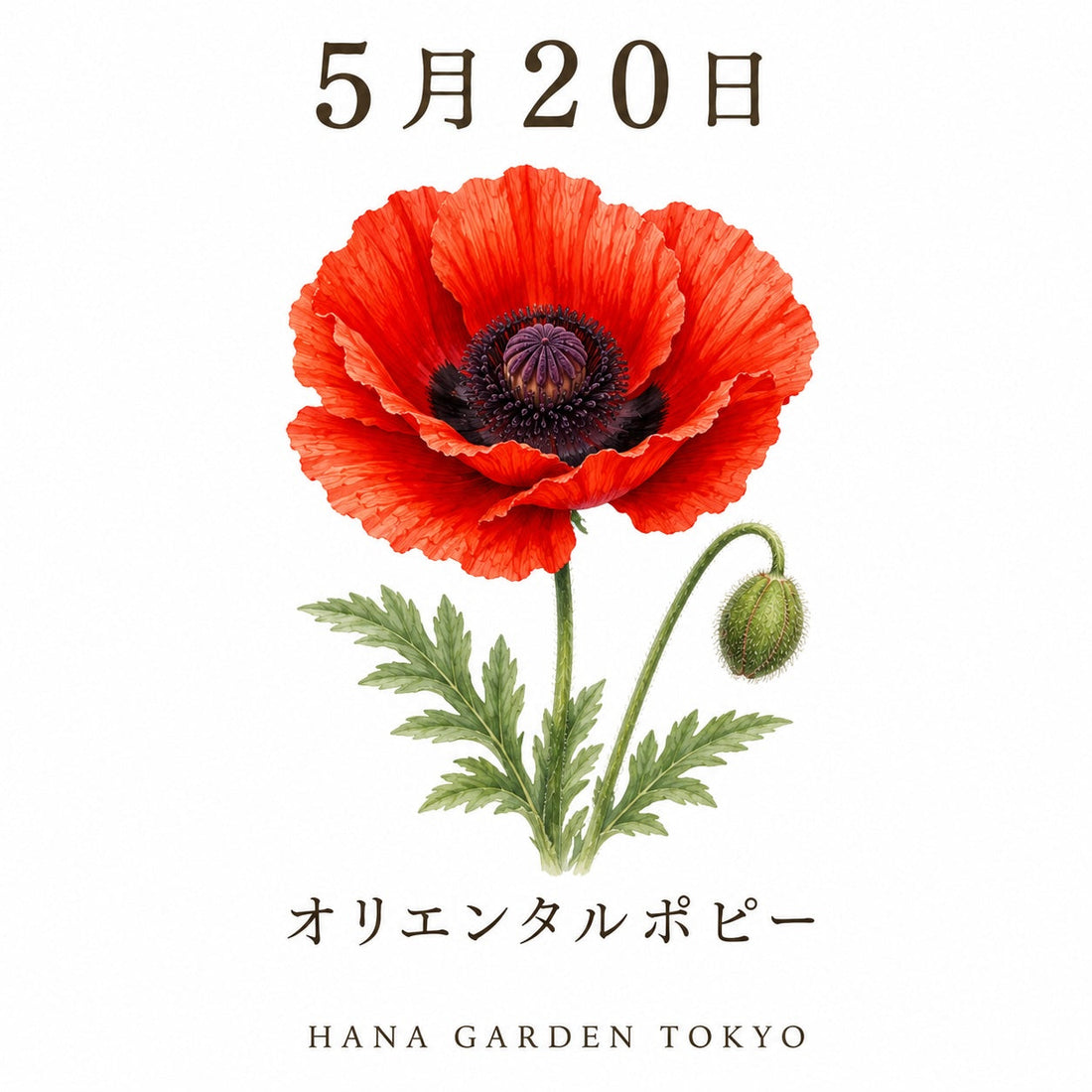 5月20日の誕生花はオリエンタルポピー｜鮮やかに咲く華やかな花姿