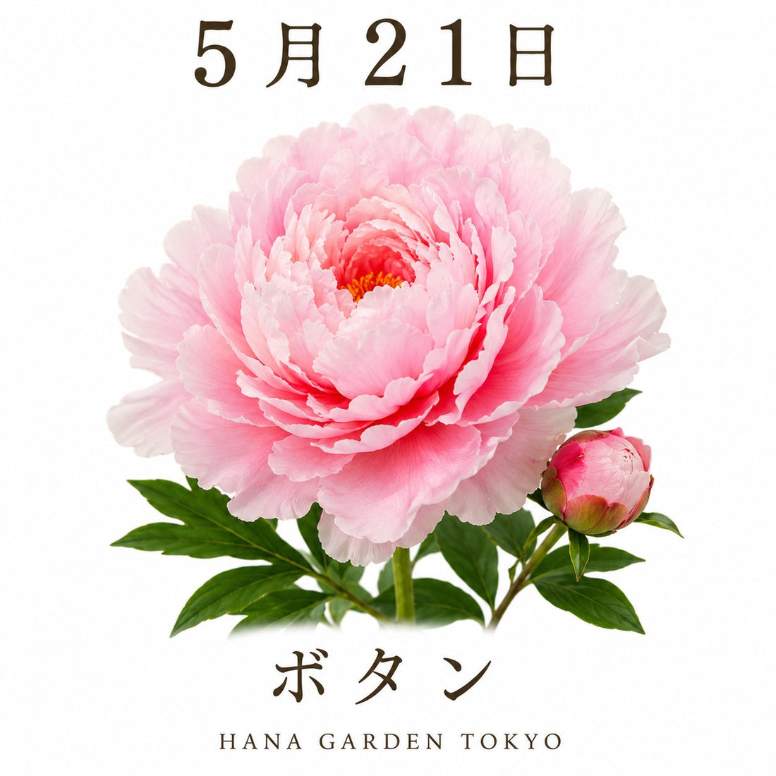 5月21日の誕生花はボタン｜気品あふれる華やかな花姿