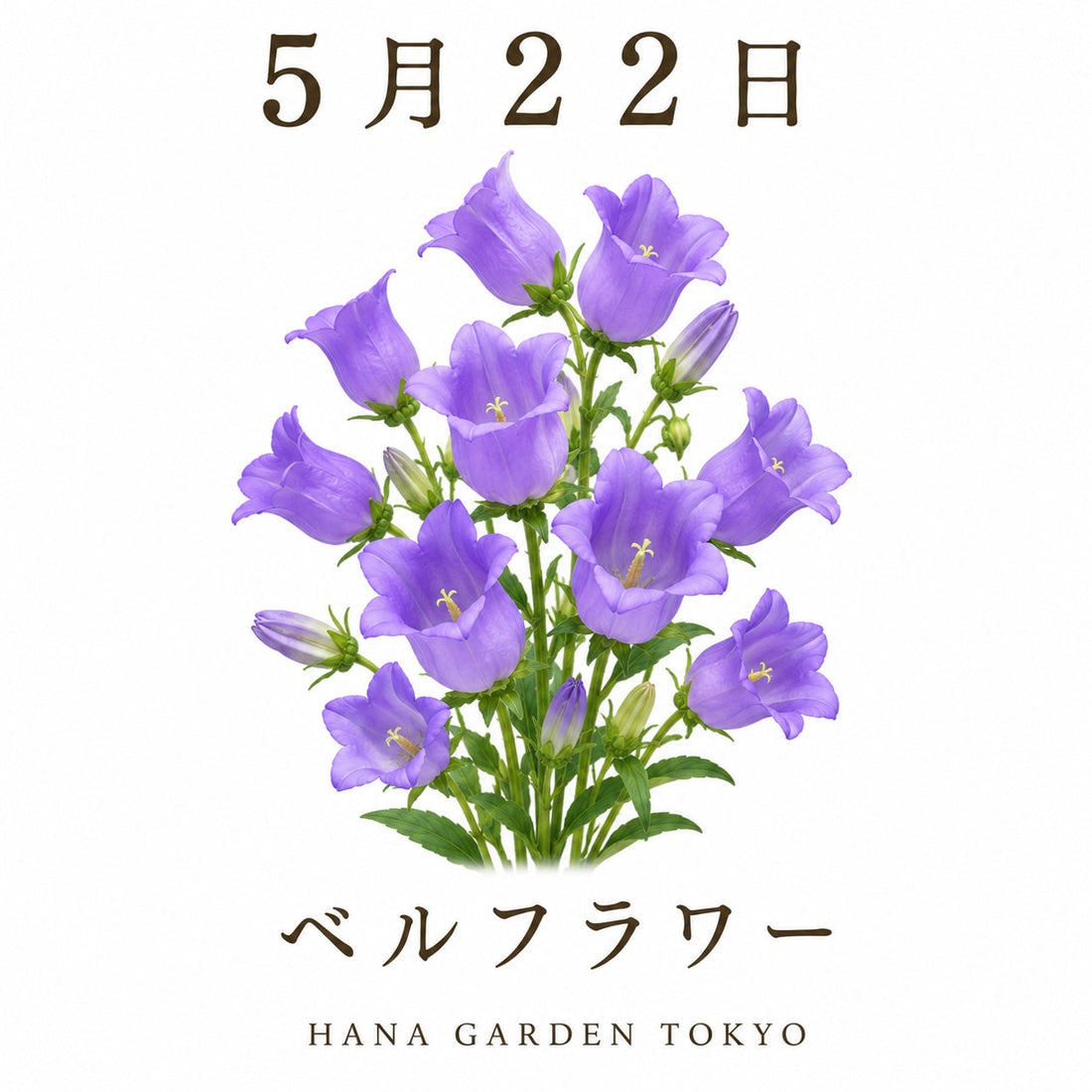 5月22日の誕生花はベルフラワー｜可憐な鐘のように咲く優しい花