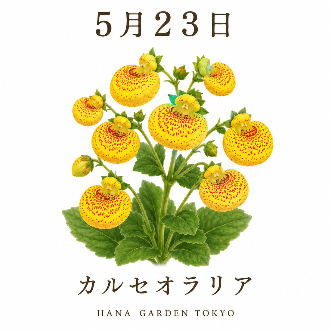5月23日の誕生花はカルセオラリア｜ユニークな花姿が魅力の個性派の花