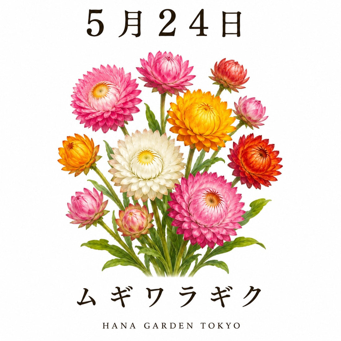 5月24日の誕生花はムギワラギク｜色褪せない美しさを持つ花