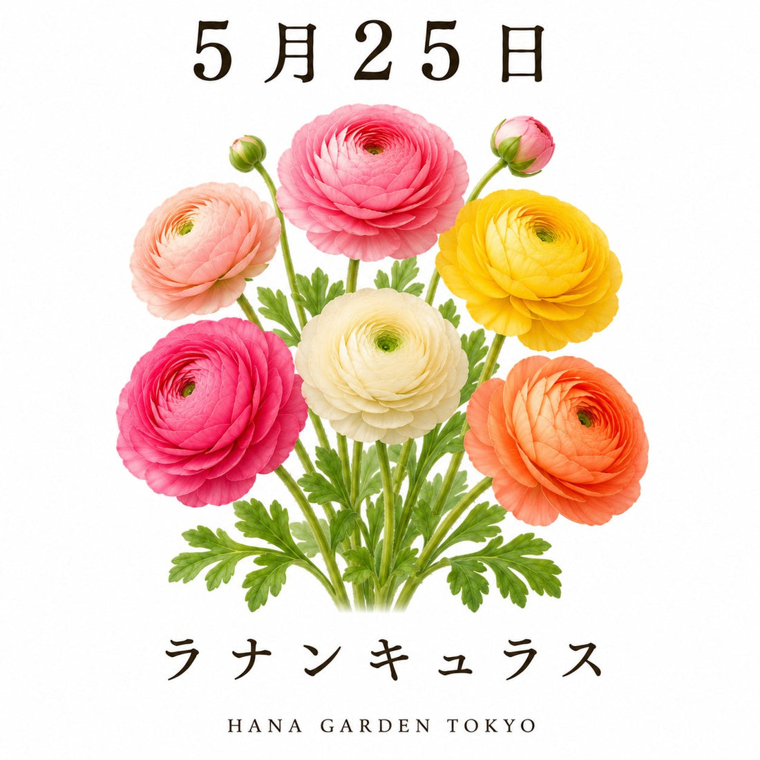 5月25日の誕生花はラナンキュラス｜幾重にも重なる花びらが美しい花