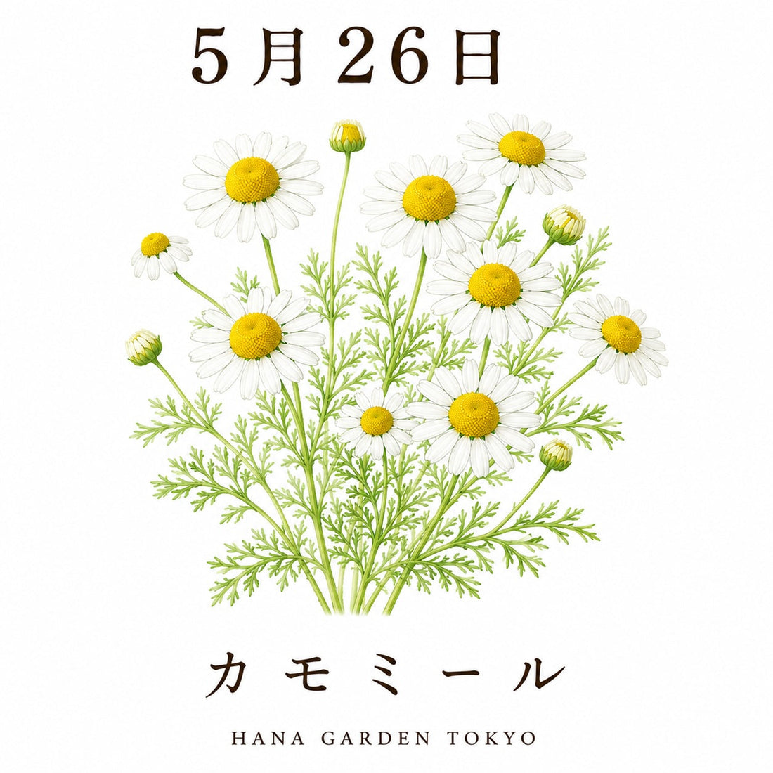 5月26日の誕生花はカモミール｜やさしい香りに包まれる癒しの花