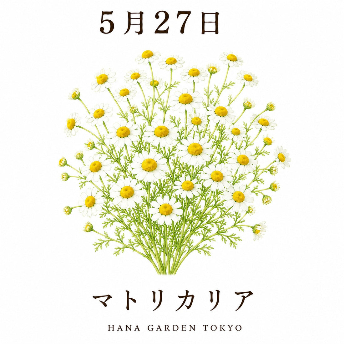 5月27日の誕生花はマトリカリア｜可憐に咲く小さな花のやさしい魅力